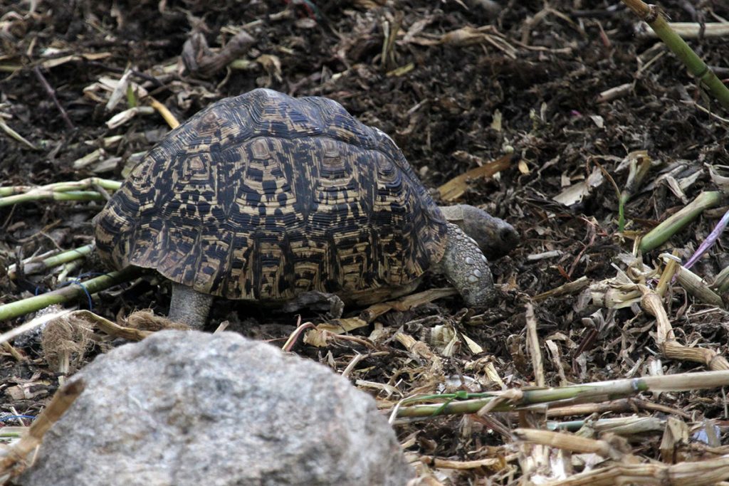The Saanane Day Trip with Picnic 